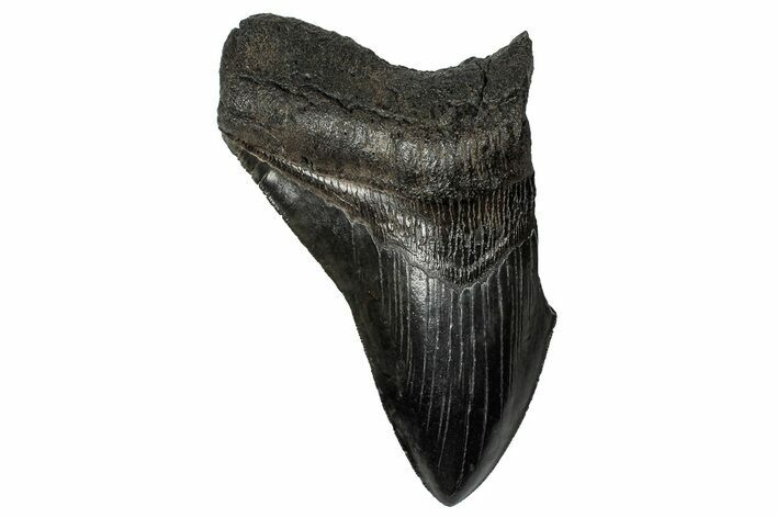 Partial Fossil Megalodon Tooth - Serrated Blade #356868